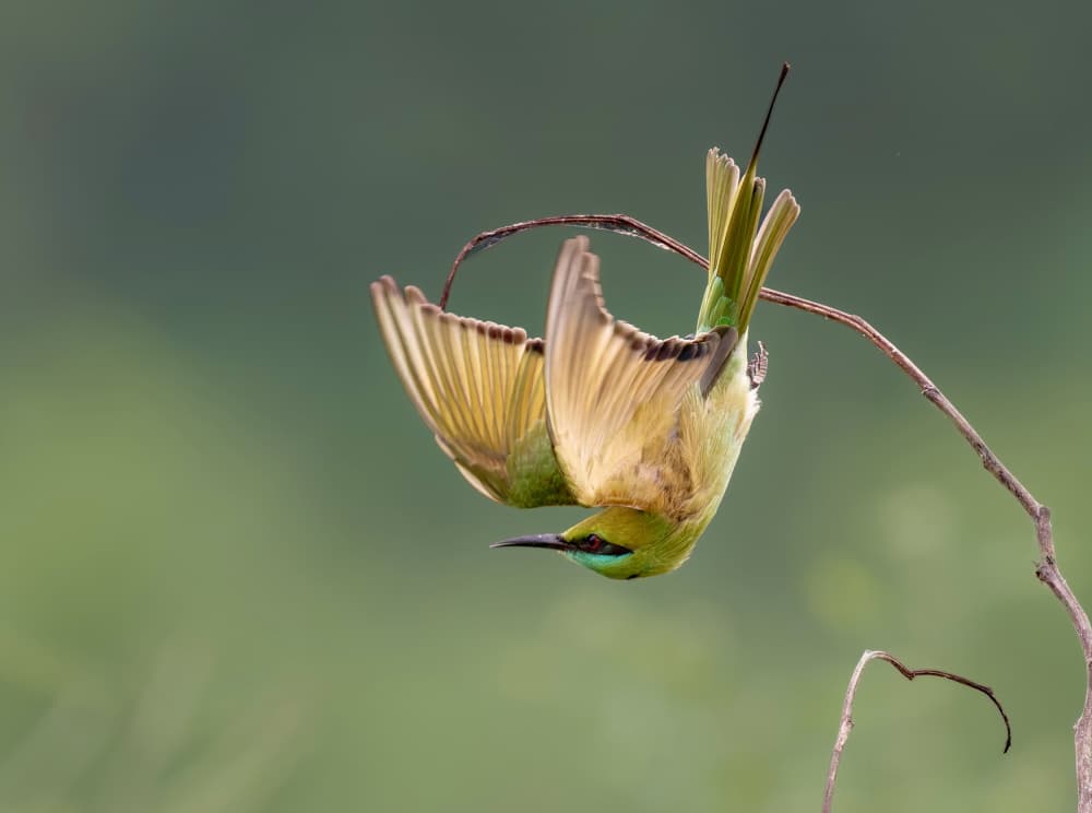 Upside Down Green Bird by Rajat Dhesi — canvas wall art