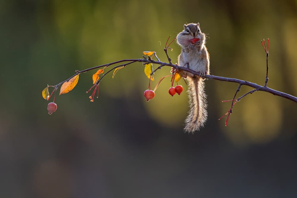 Autumn Chipmunk Snack by Summer2016 — canvas wall art