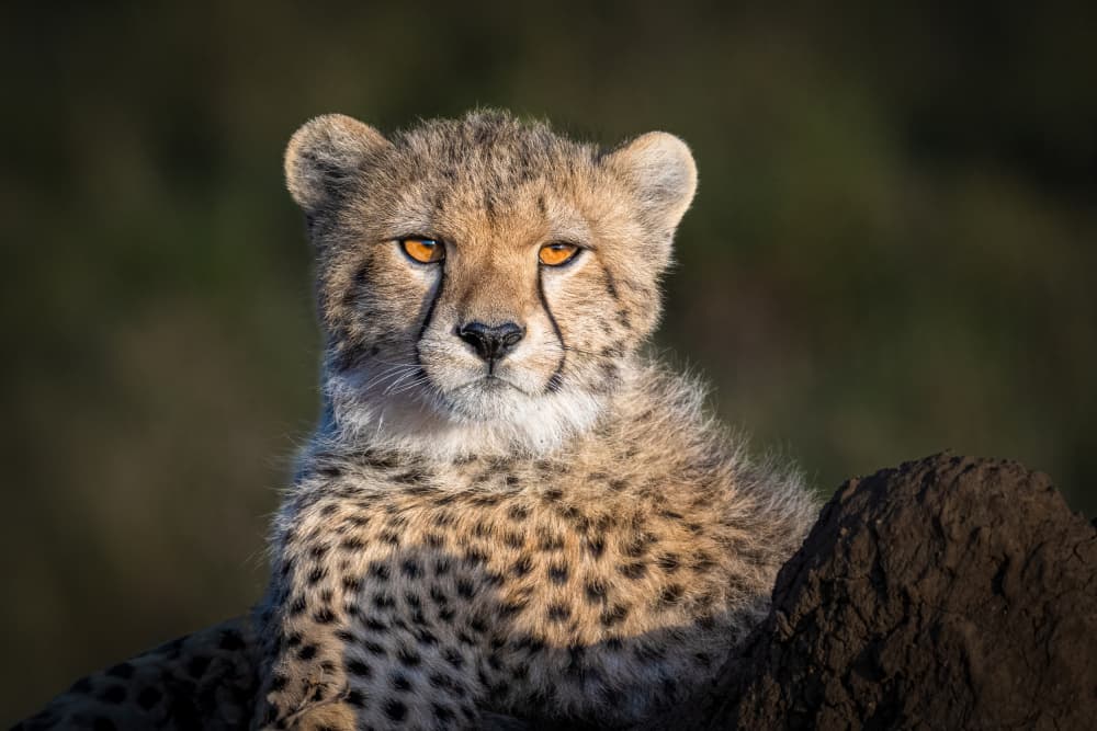 Golden Eyed Cheetah Cub by Jeffrey C. Sink — canvas wall art