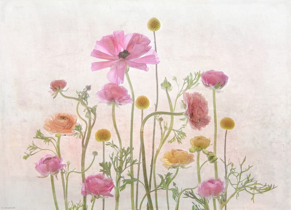 Soft Pink Ranunculus by Catherine Wang — canvas wall art