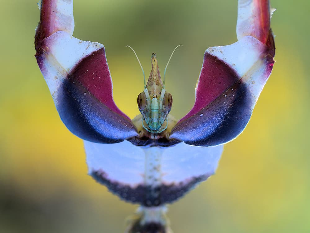 Orchid Mantis Face by Jimmy Hoffman — canvas wall art
