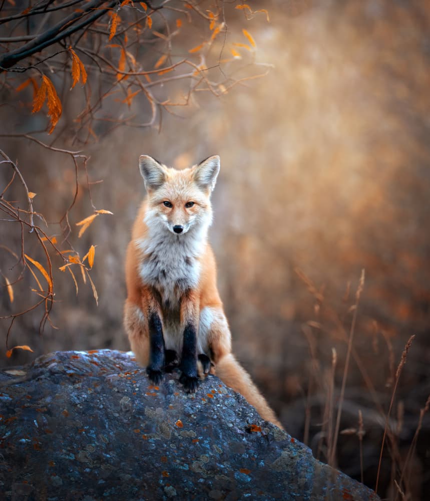 Autumn Red Fox by Catherine Wang — canvas wall art