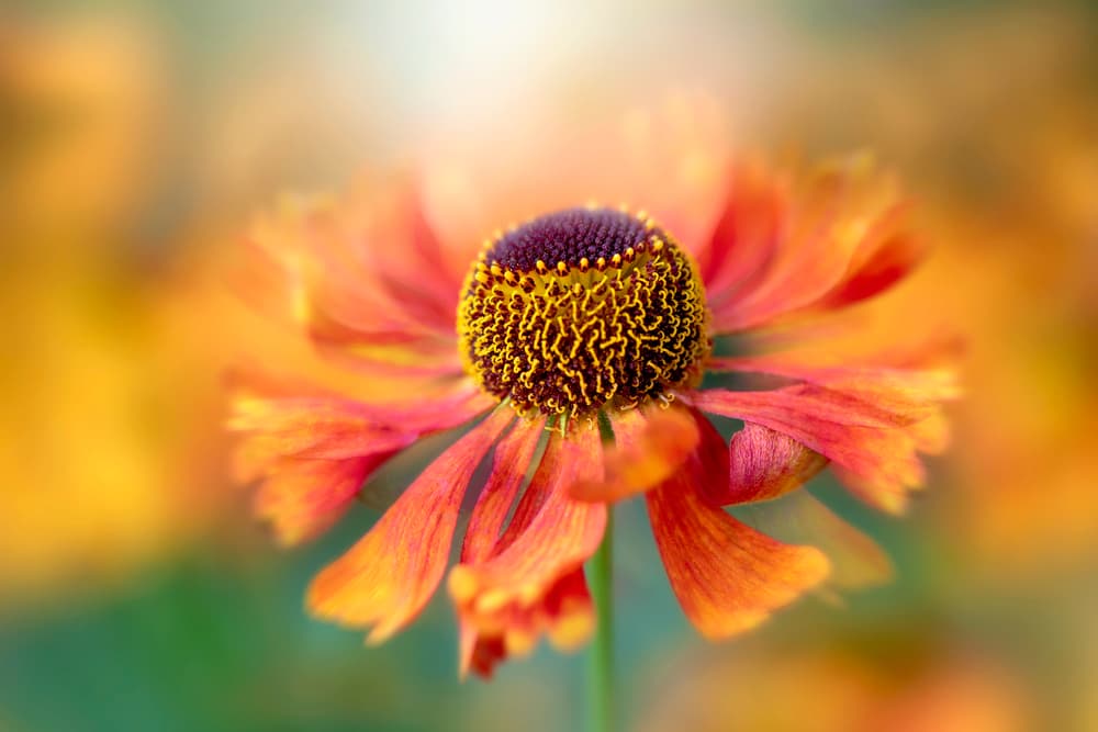 Sunlit Orange Flower by Jacky Parker — canvas wall art