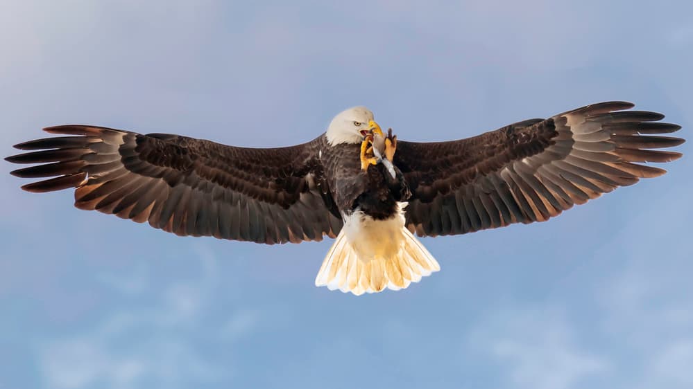Majestic Eagle Flight by Rob Li — canvas wall art