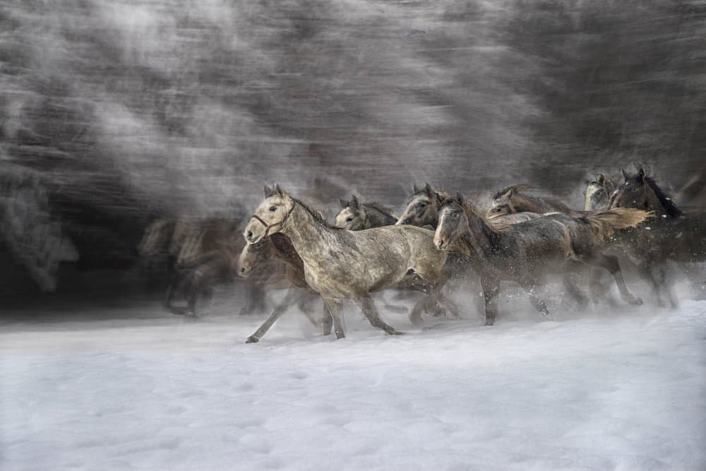 Galloping Snow Horses by Milan Malovrh — canvas wall art