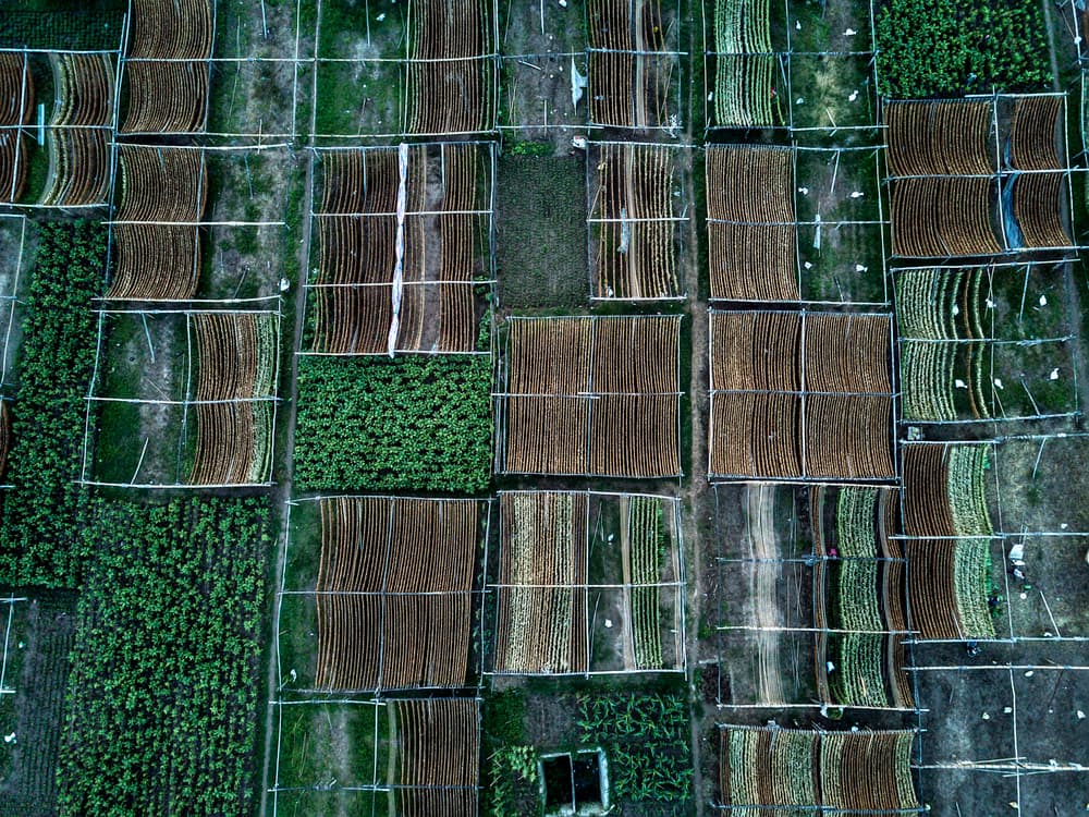 Drying Tobacco Harvest by Zhou Chengzhou — canvas wall art