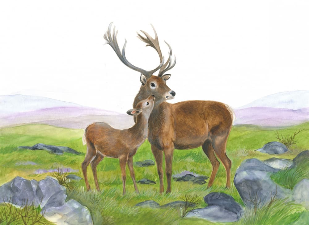 Stag and Young Hind by Isabelle Brent — canvas wall art