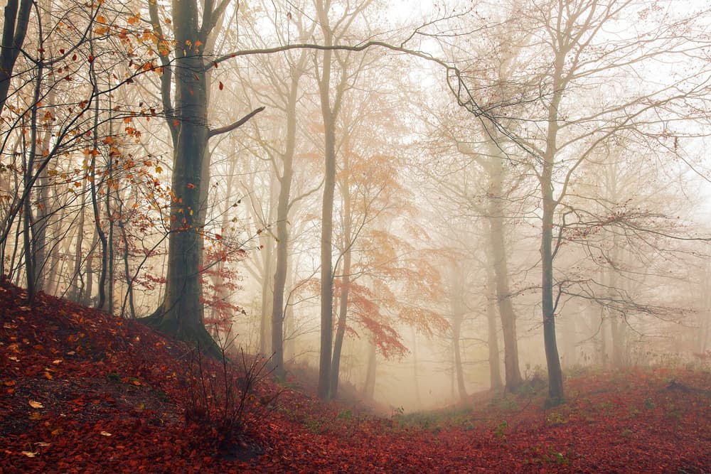 Misty Autumn Forest Path by Leif Løndal — canvas wall art