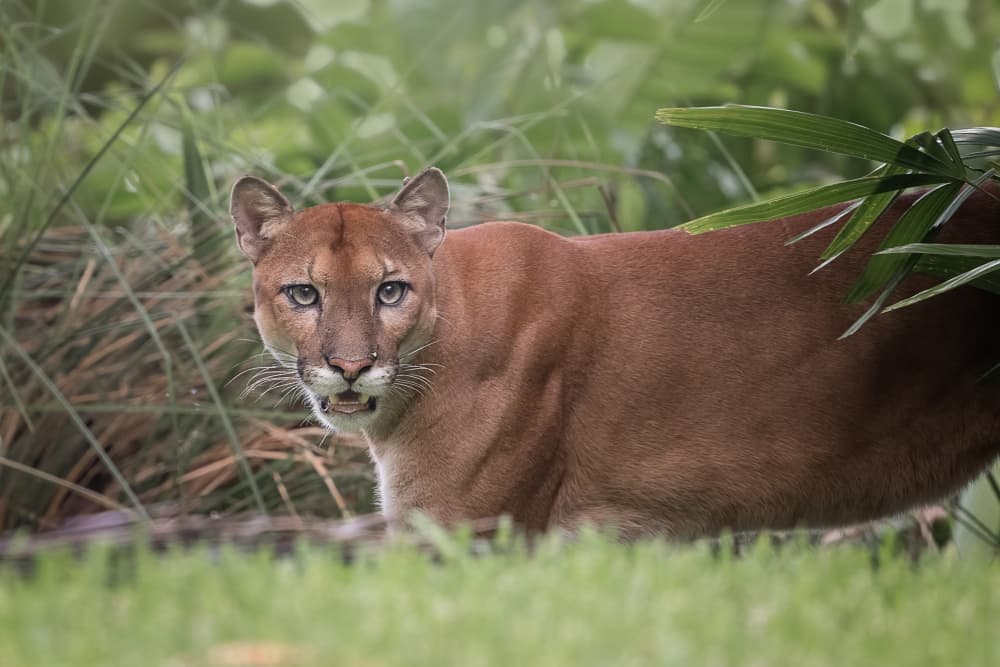 Watchful Mountain Lion by Siyu_Wei APA — canvas wall art