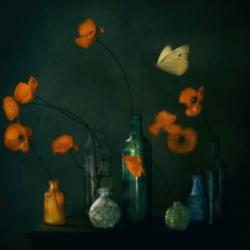 Moody Poppies Butterfly by Delphine Devos — canvas wall art