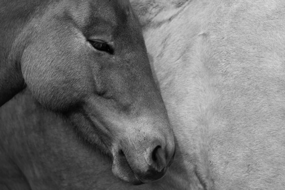 Peaceful Horse Embrace by John Fan — canvas wall art
