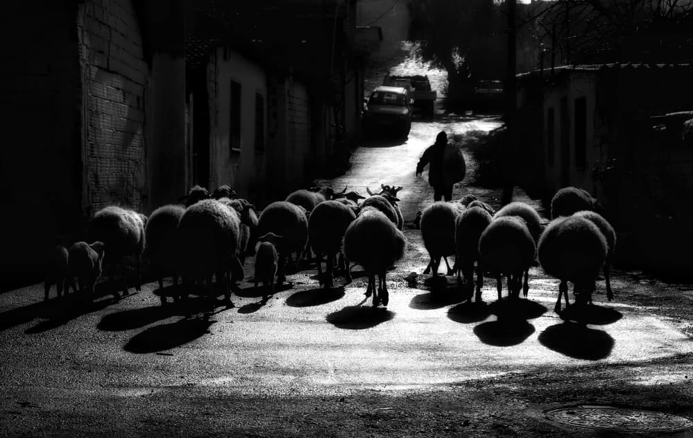Shepherd's Dark Path by Ali Ayer — canvas wall art