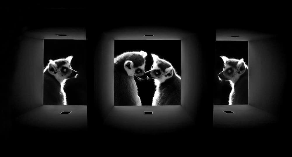 Intimate Lemur Gaze by Huib Limberg — canvas wall art