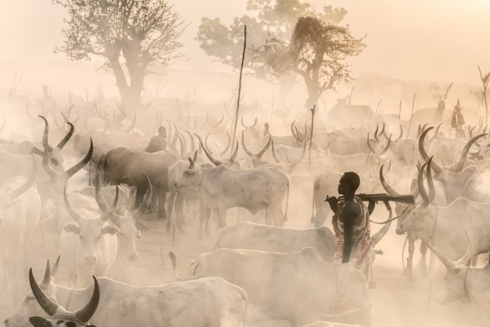 Dusty African Herd by Trevor Cole — canvas wall art