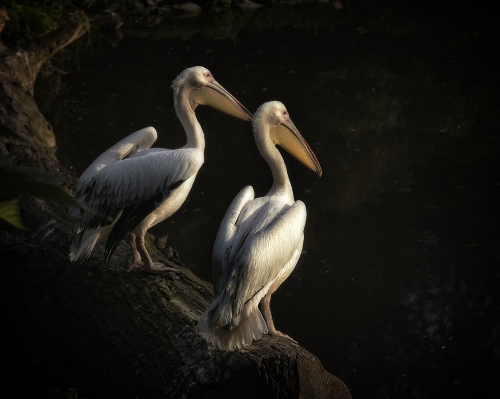 Elegant Pelican Pair by Anna Cseresnjes — canvas wall art