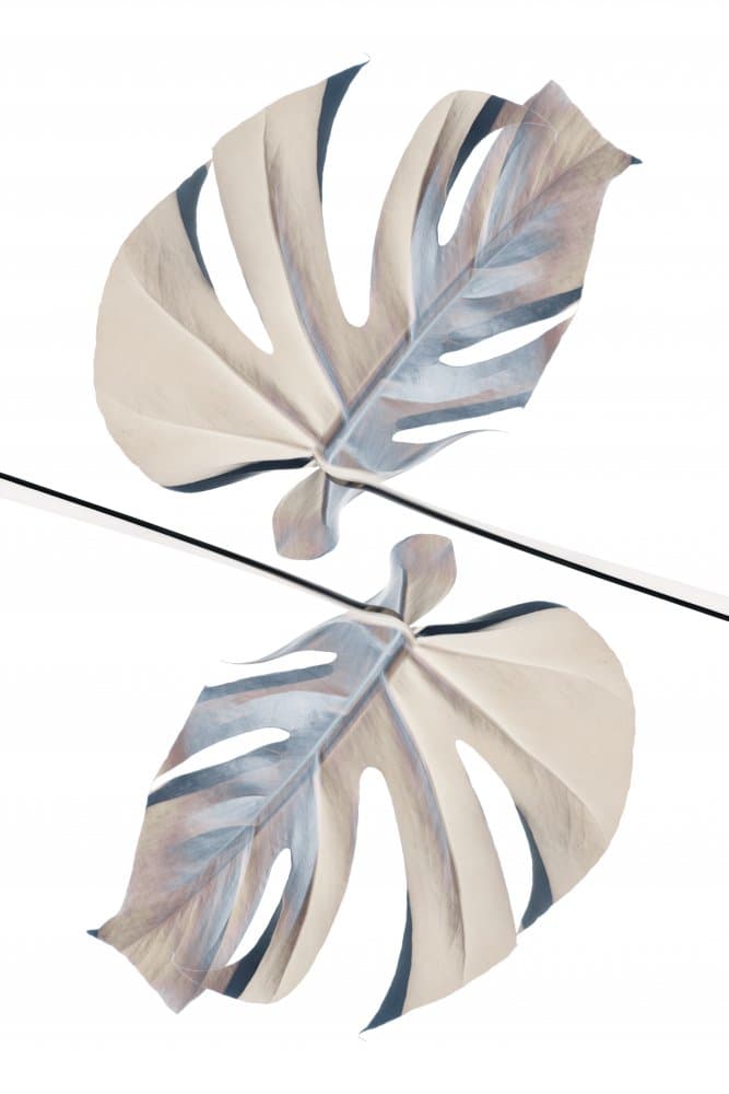 Monstera Leaf Reflection by Pictufy Studio III — canvas wall art