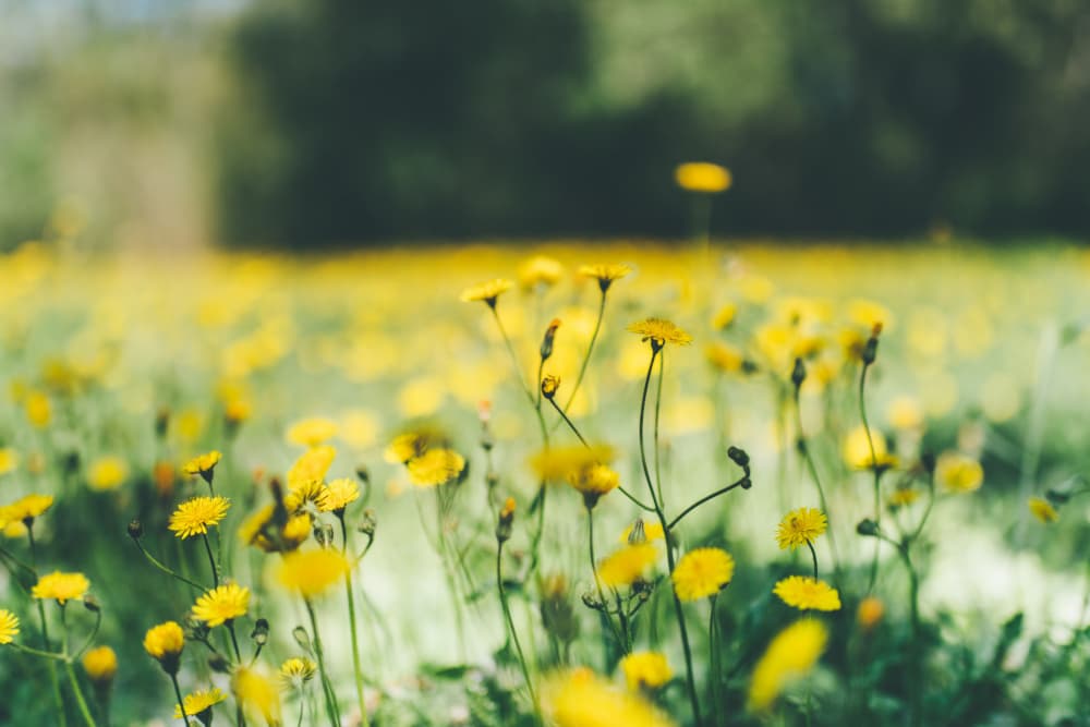 Golden Meadow Flowers by Javier Pardina — canvas wall art