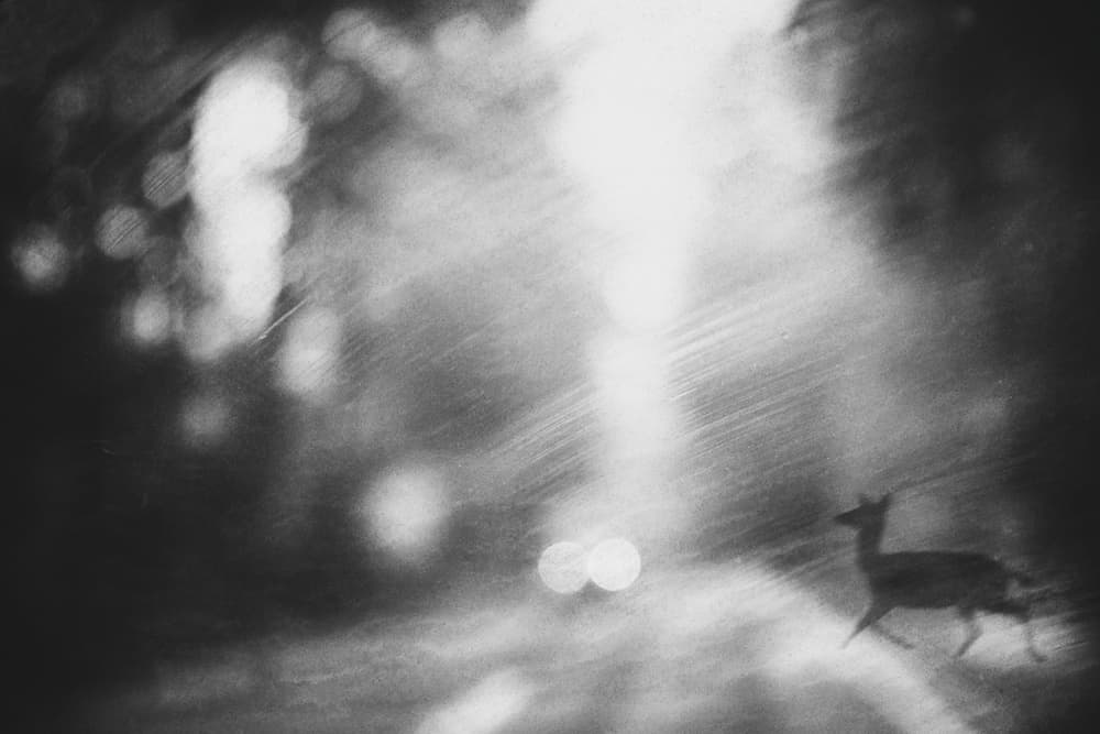 Ethereal Night Deer by Roswitha Schleicher-Schwarz — canvas wall art