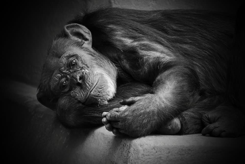 Thoughtful Chimpanzee by Antje Wenner-Braun — canvas wall art