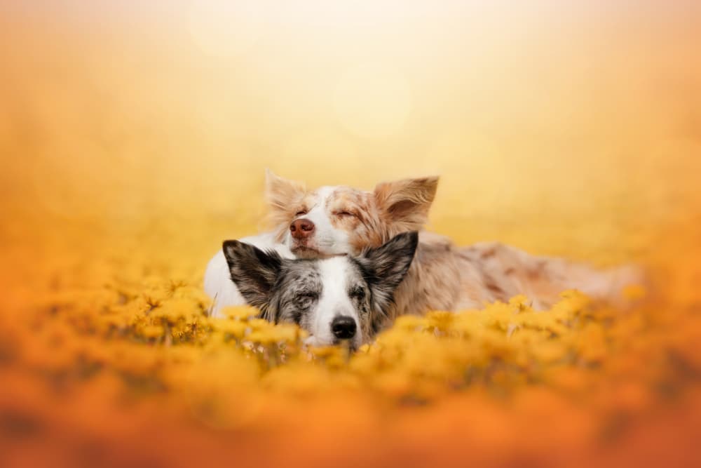 Sleepy Dogs Golden Field by Ve Shandor — canvas wall art