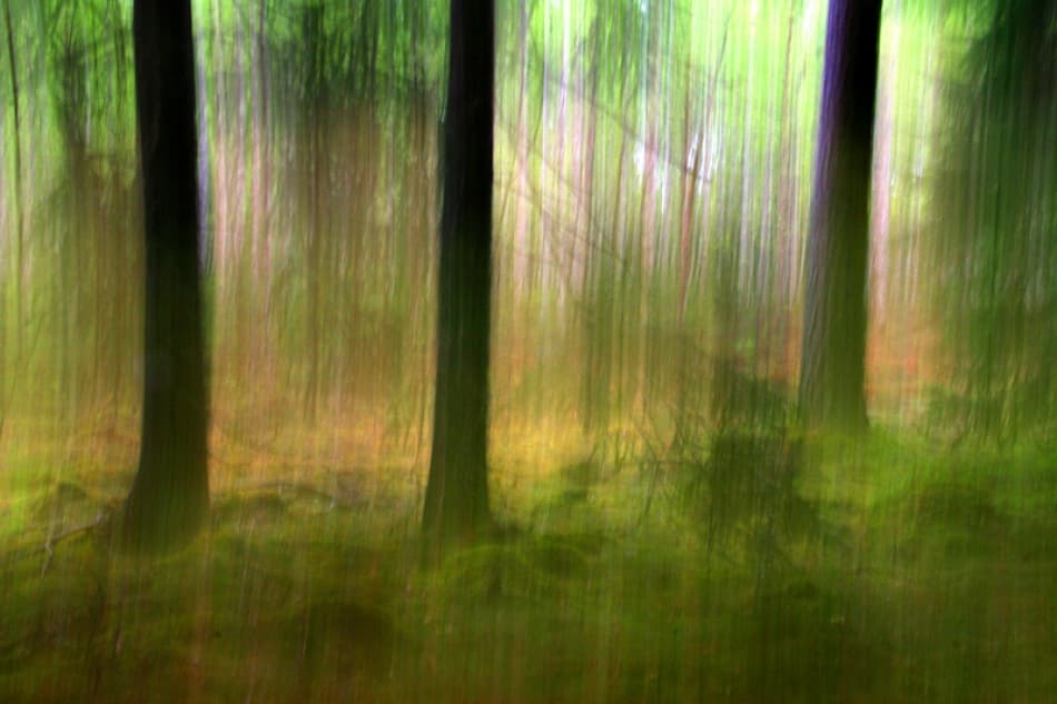 Vibrant Forest Blur by Bror Johansson — canvas wall art