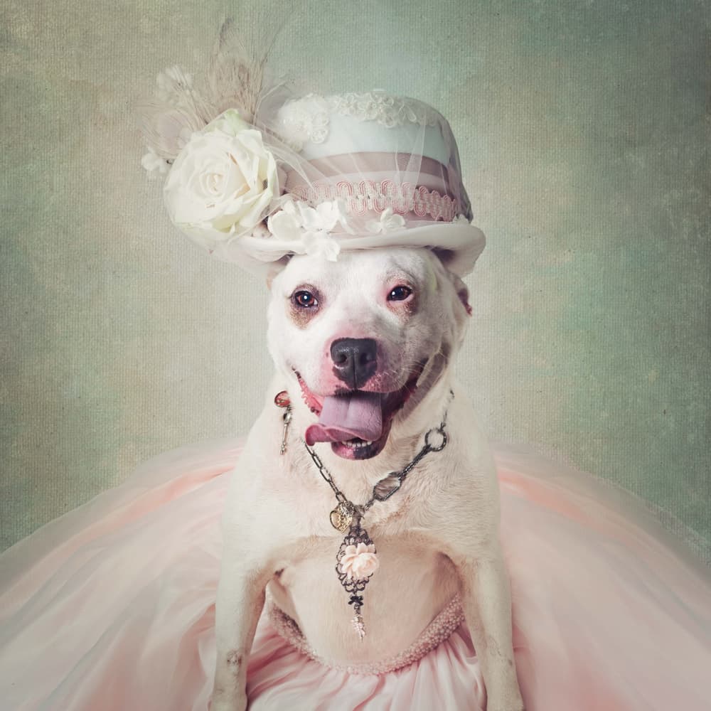 Elegant Dog Portrait by Tammy Swarek — canvas wall art