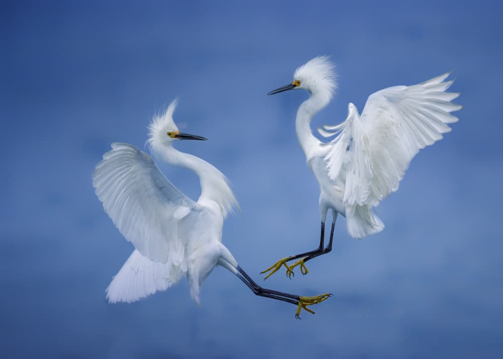 Snowy Egrets Dance by Siyu_Wei APA — canvas wall art