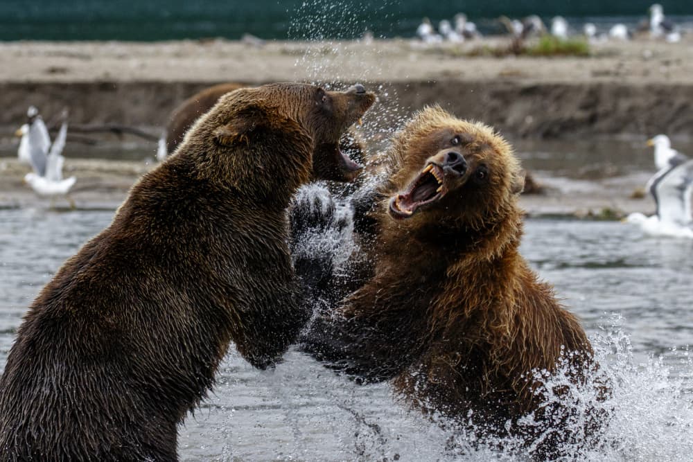 Wild Bear Battle by Ella Waldman — canvas wall art