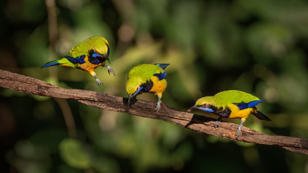 Vibrant Tropical Birds by tianhuayu — canvas wall art