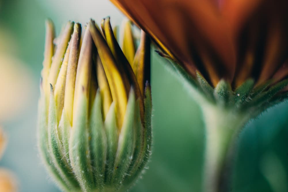 Growing Flower Bud by Javier Pardina — canvas wall art