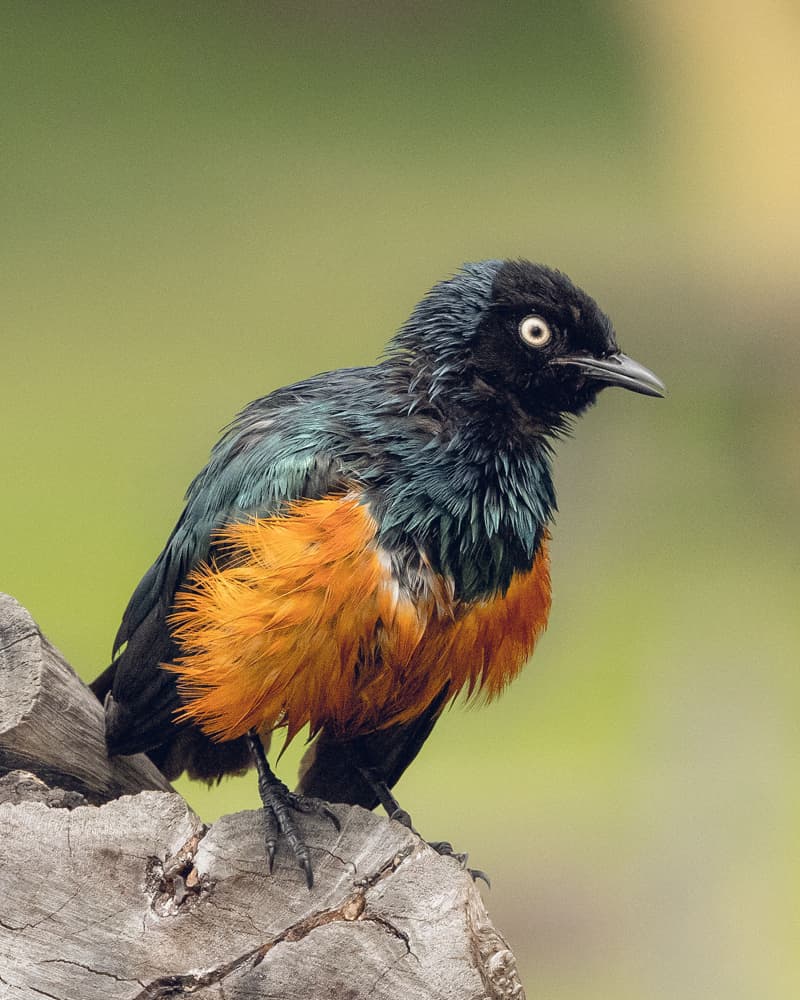 Vibrant African Starling by Hamza Qarooni — canvas wall art