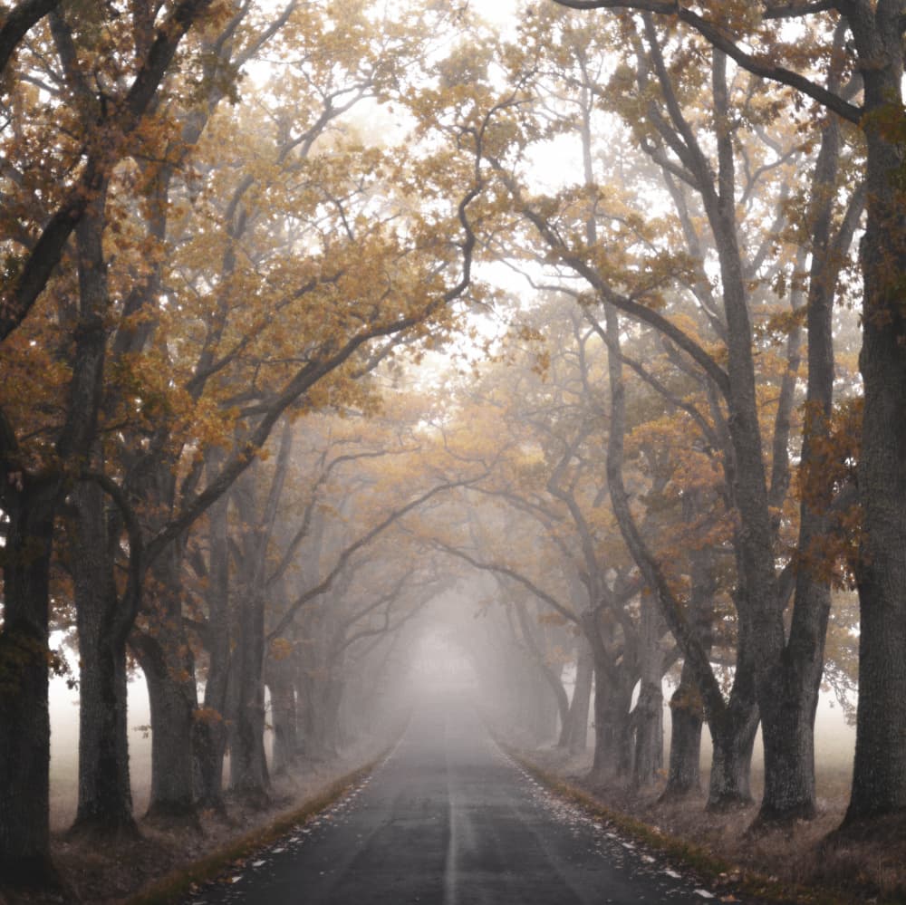 Misty Autumn Road by Christina Sillen — canvas wall art