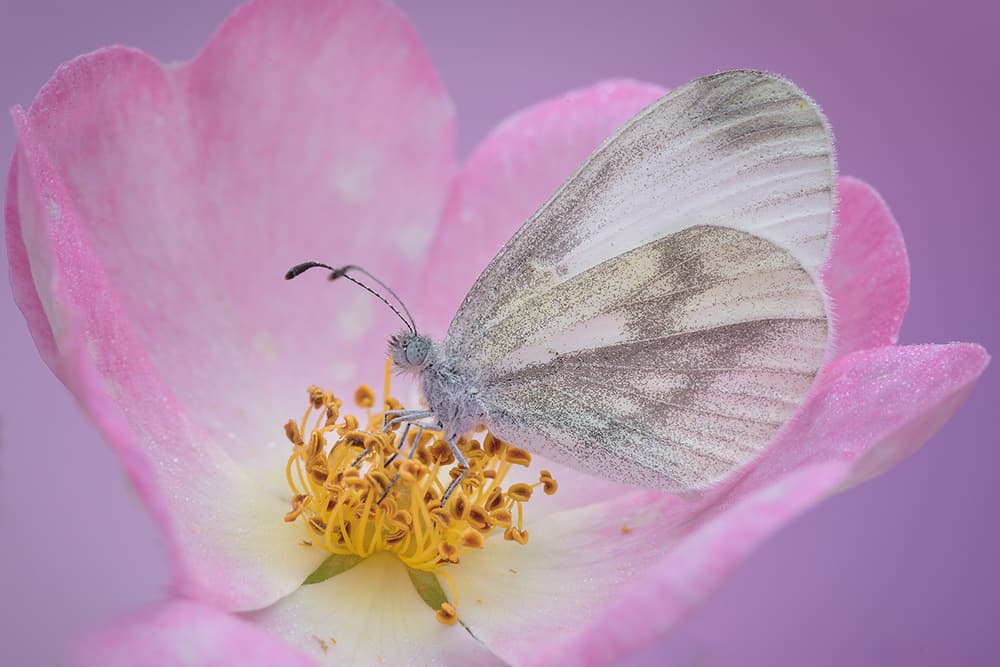 Pink Rose Butterfly by Roberto Marini — canvas wall art