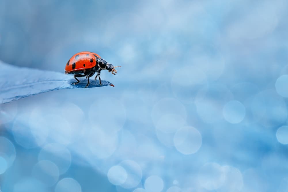 Vibrant Ladybug On Leaf by Sophie Pan — canvas wall art