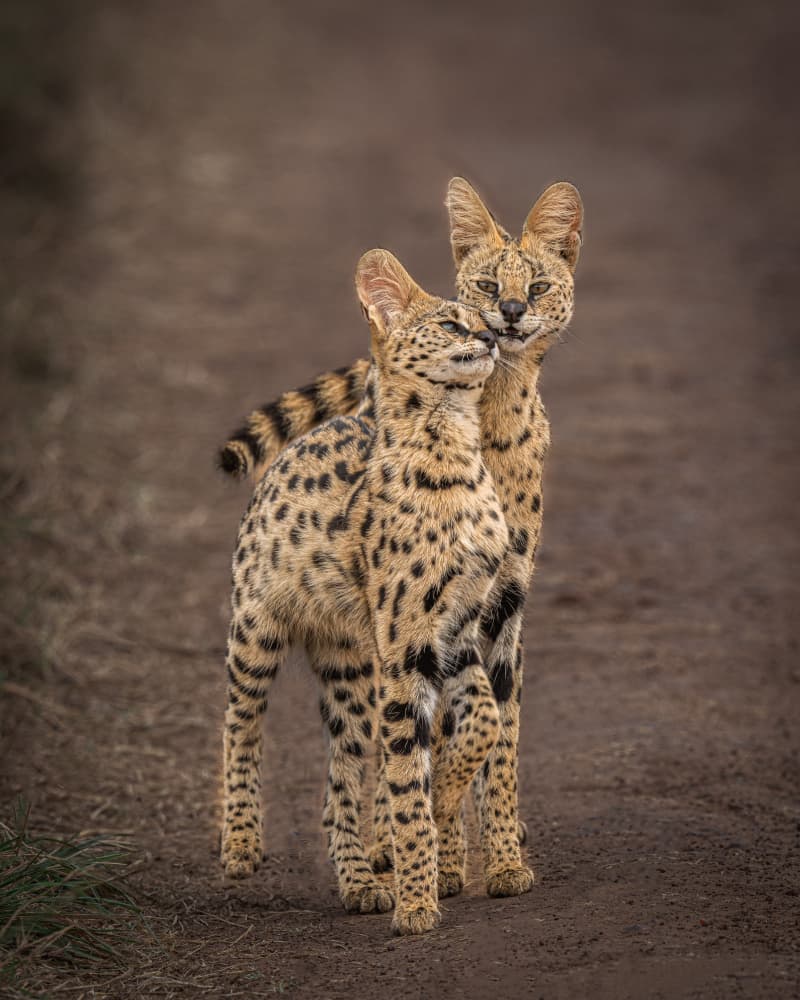 African Serval Love by Yogesh Bhatia — canvas wall art