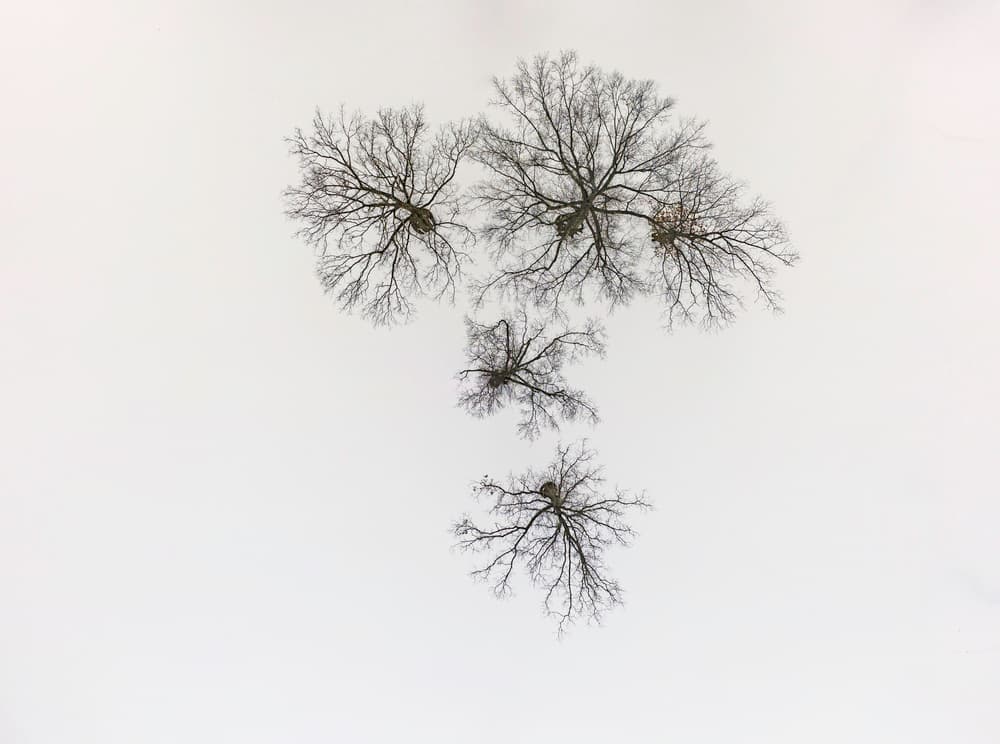 Bare Trees Skyward by Wei (David) Dai — canvas wall art