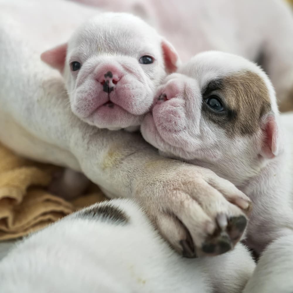 Cuddled French Bulldog Puppies by Gert van den Bosch — canvas wall art