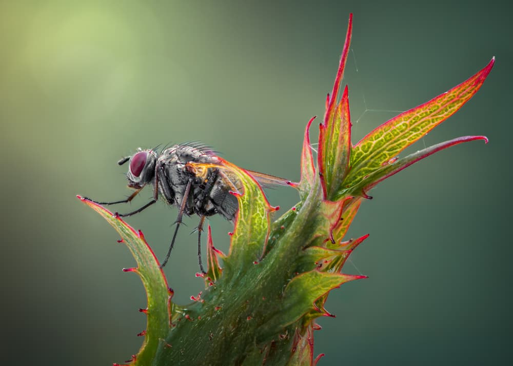 Red-Eyed Fly On Thorn by Atul Saluja — canvas wall art