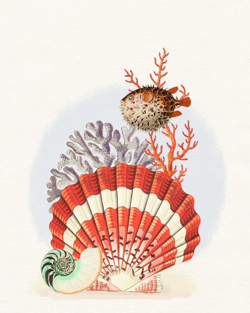 Oceanic Shells and Fish by Wild Violets — canvas wall art