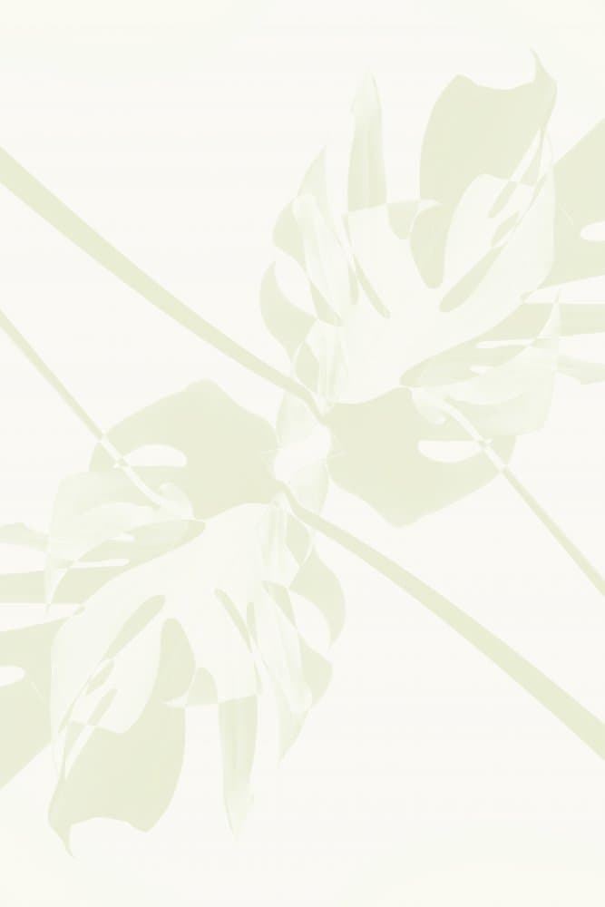 Subtle Monstera Leaves by Pictufy Studio III — canvas wall art