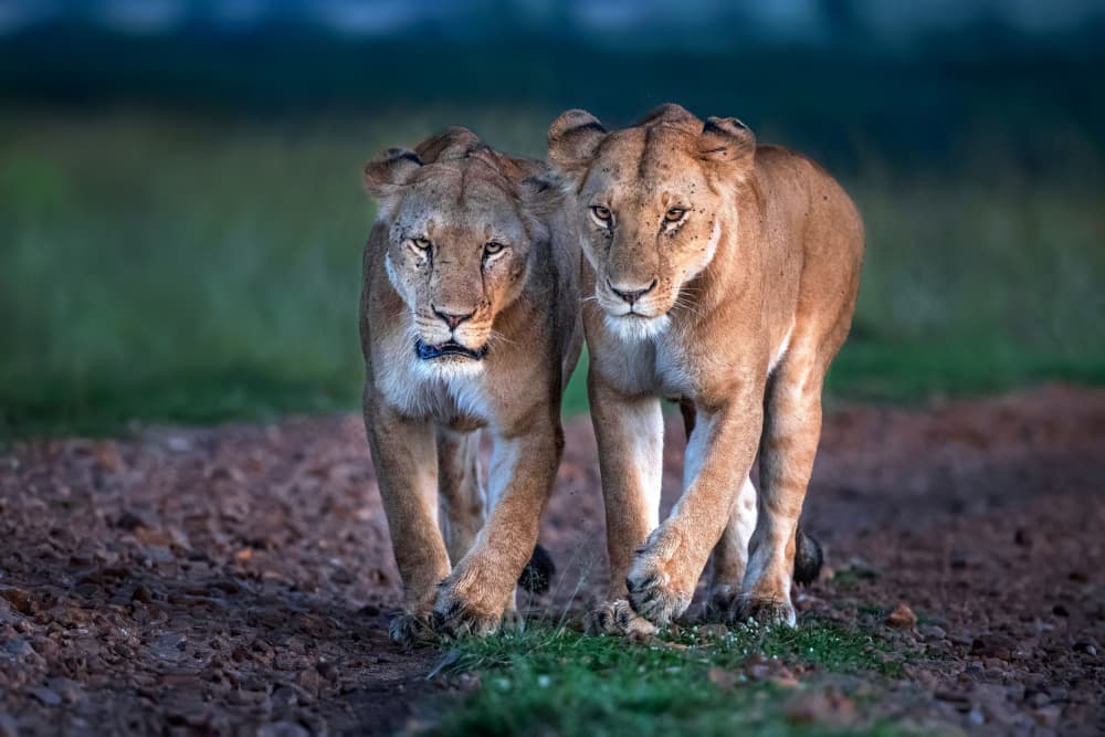 African Lionesses Walking by Xavier Ortega — canvas wall art
