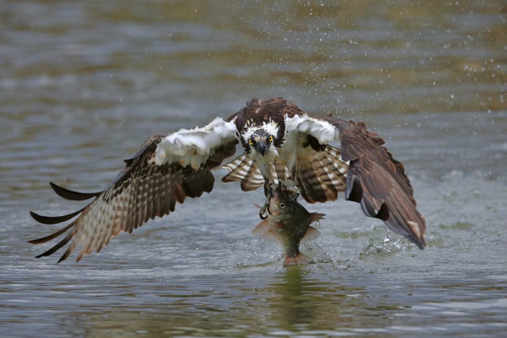 Osprey Catches Fish by Gavin Lam — canvas wall art