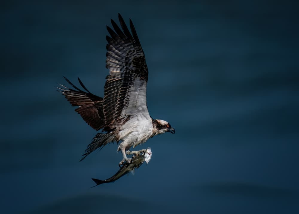 Osprey Catching Fish by Hanping Xiao — canvas wall art