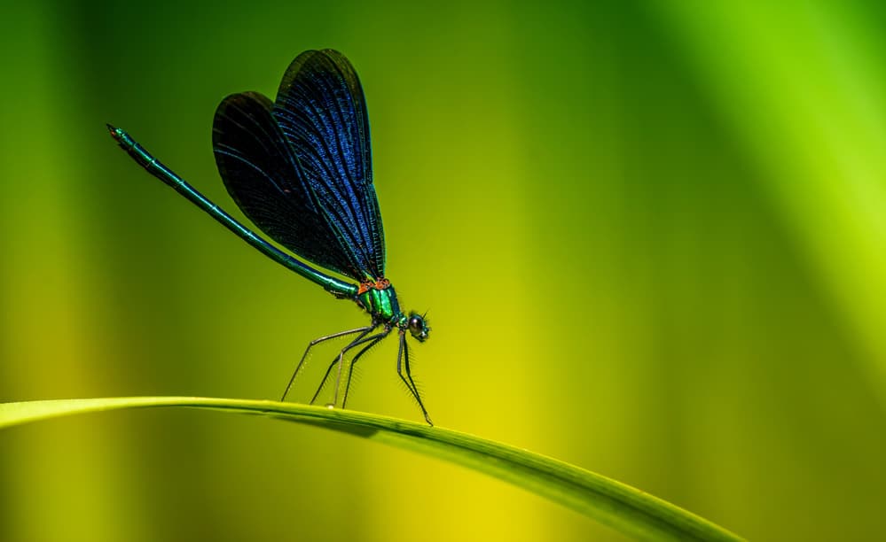 Iridescent Damselfly on Leaf by Ronny Olsson — canvas wall art
