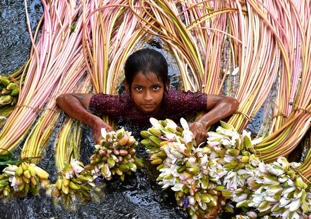 Lotus Harvest Girl by MD MAHABUB HOSSAIN KHAN — canvas wall art