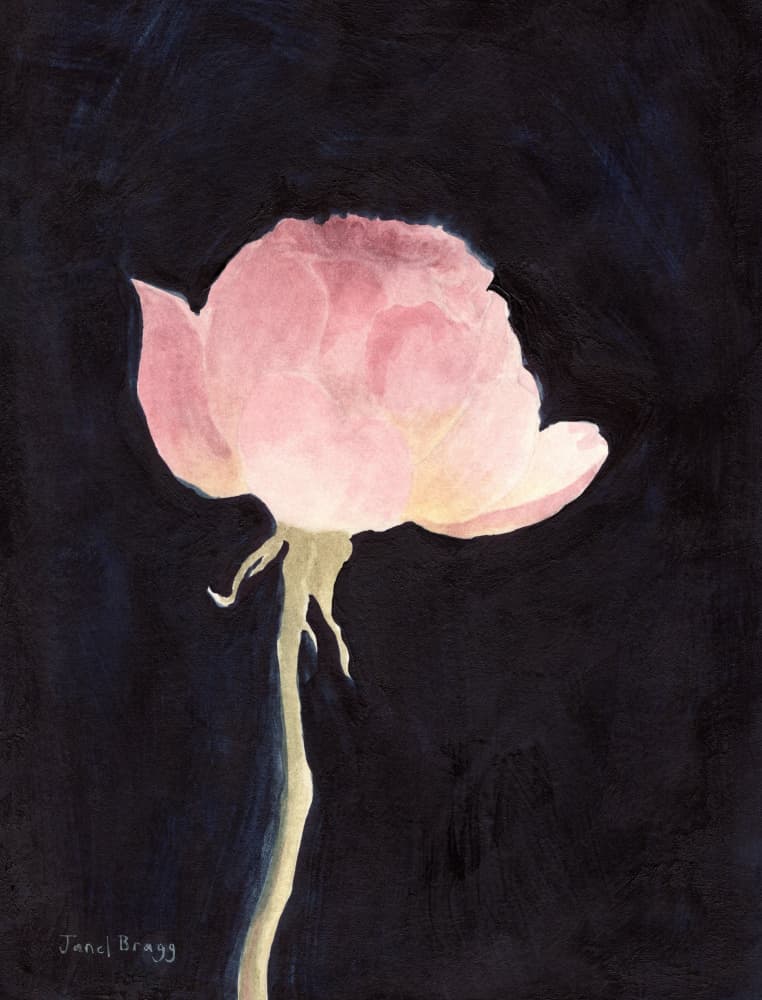 Soft Pink Rose by Janel Bragg — canvas wall art