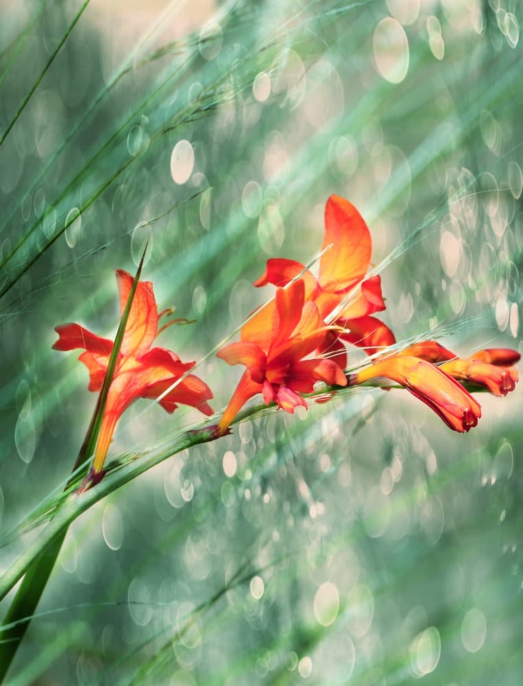 Vibrant Orange Garden Blooms by Delphine Devos — canvas wall art