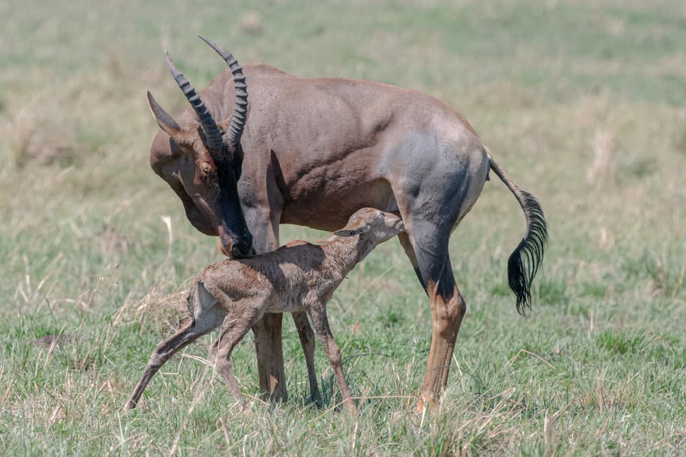 Topi Mother Nurtures Calf by Jie Fischer — canvas wall art