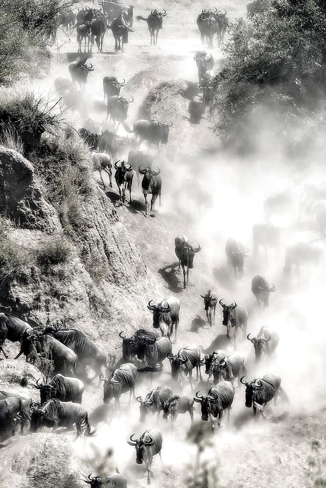 Wildebeest Migration Dust by Hua Zhu — canvas wall art