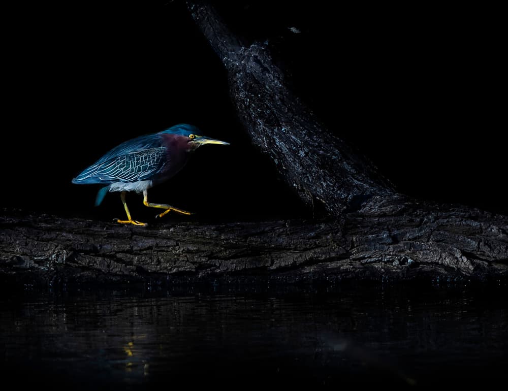 Green Heron Night Hunt by Judy Tseng — canvas wall art